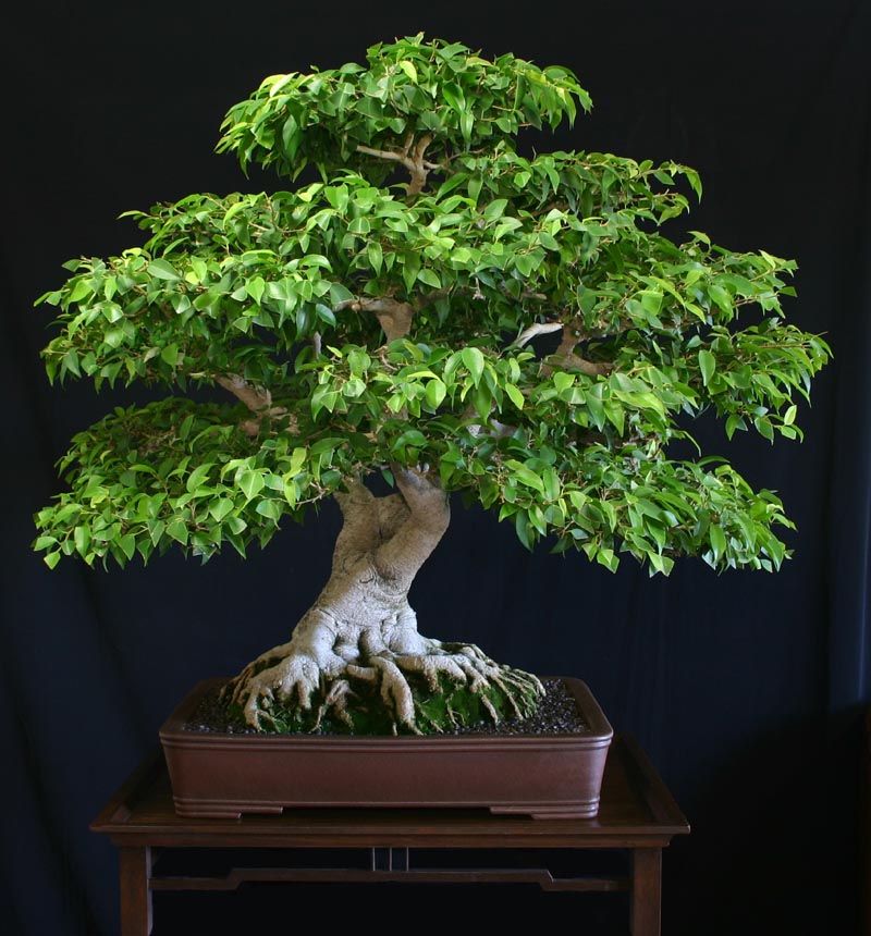 Ficus - Variedades