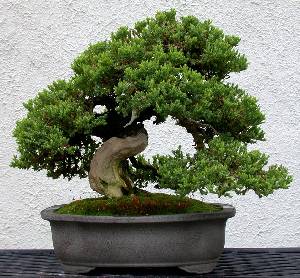 El bonsai, una introducción a su mundo