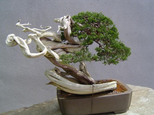 El bonsai a partir de la propagación de otras plantas