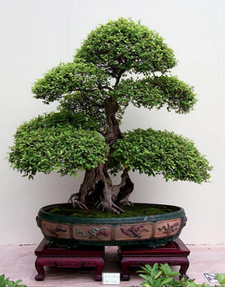 Historia del Bonsai