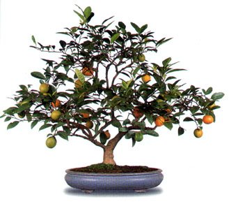Bonsai Naranjo