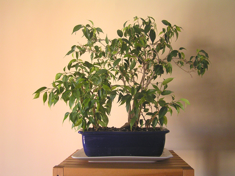 bosque de ficus benjamina