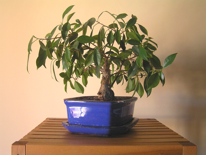 ficus retusa