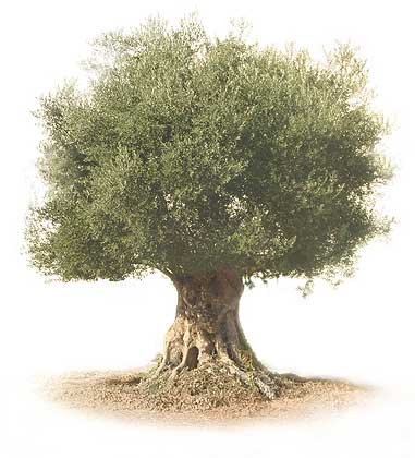 Olivo - Olea Europaea.