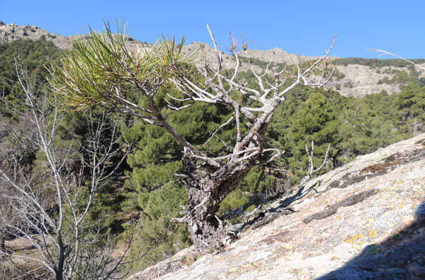 Bonsais producidos por la naturaleza